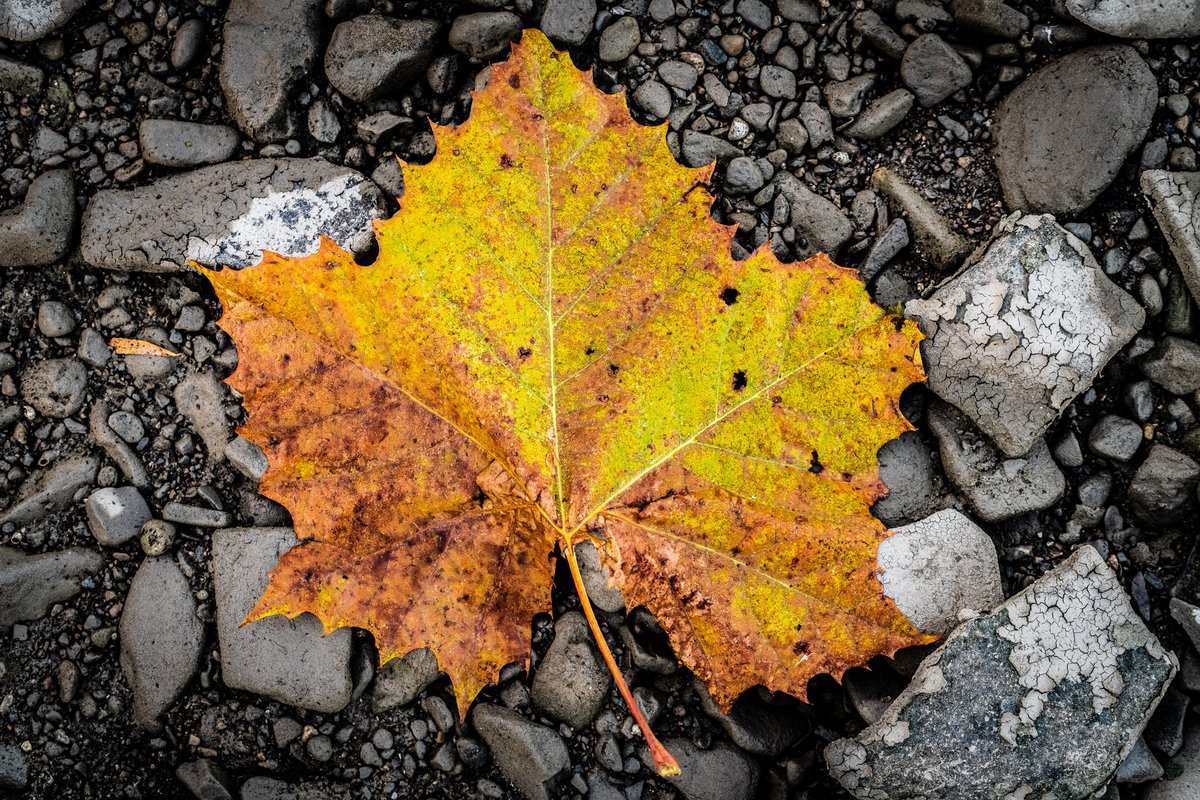 A vibrant autumn leaf lies on a bed of dark, textured stones. The leaf displays a striking mix of yellow and orange hues, with some brown spots indicating decay. Its edges are jagged and lobed, typical of a maple leaf. The stones vary in size and shade, ranging from deep gray to lighter, cracked surfaces. The contrast between the colorful leaf and the muted stones creates a visually appealing composition, capturing the essence of fall.