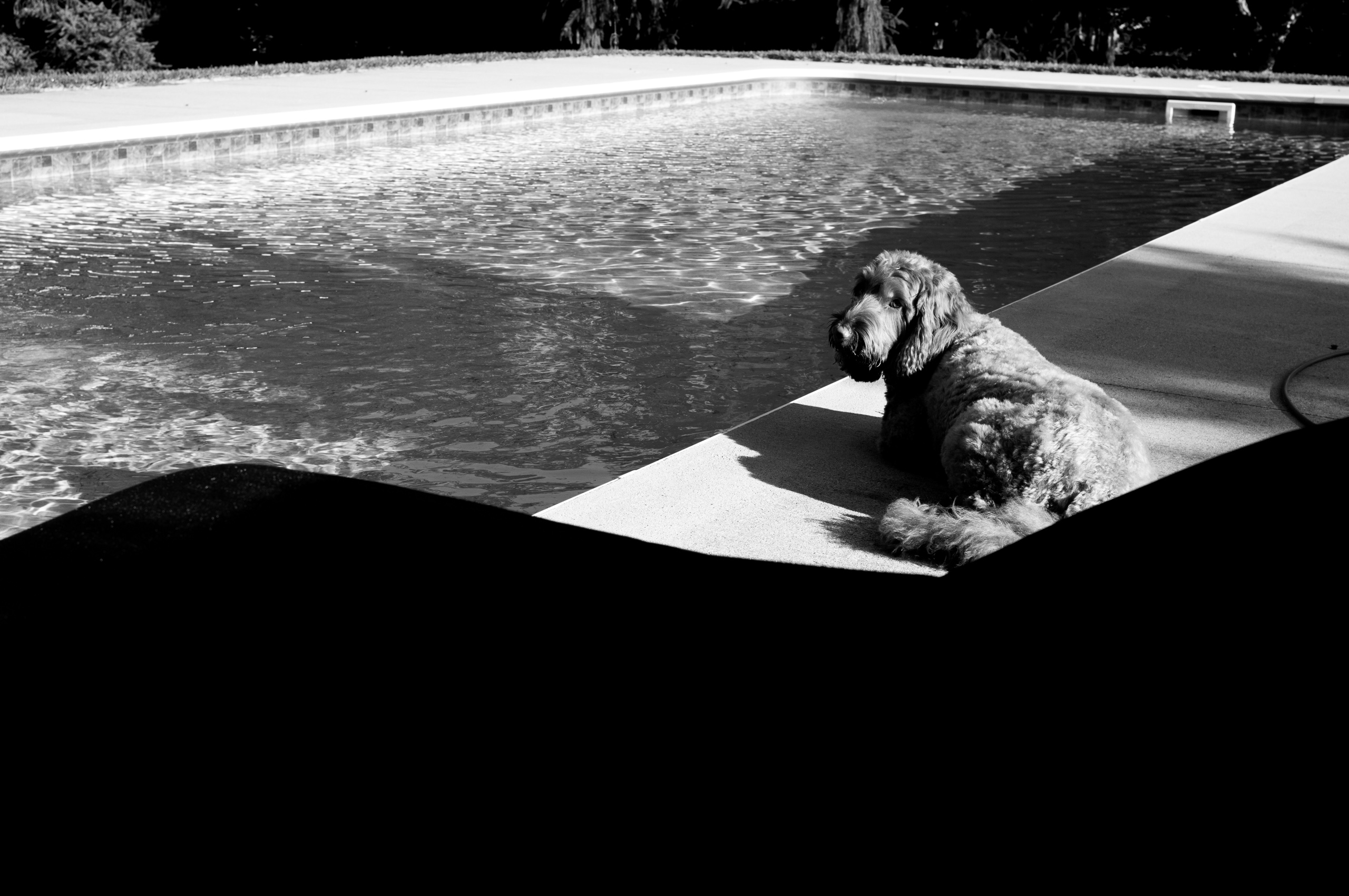 A black-and-white photo of a shaggy, curly-coated dog lying on a sunlit concrete pool deck and looking back over its shoulder. Light ripples across the water of the rectangular pool. A dark curved shadow fills the bottom of the frame.